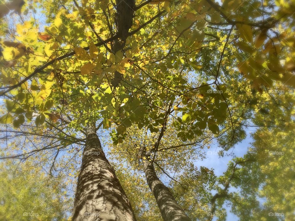 Fall foliage looking up