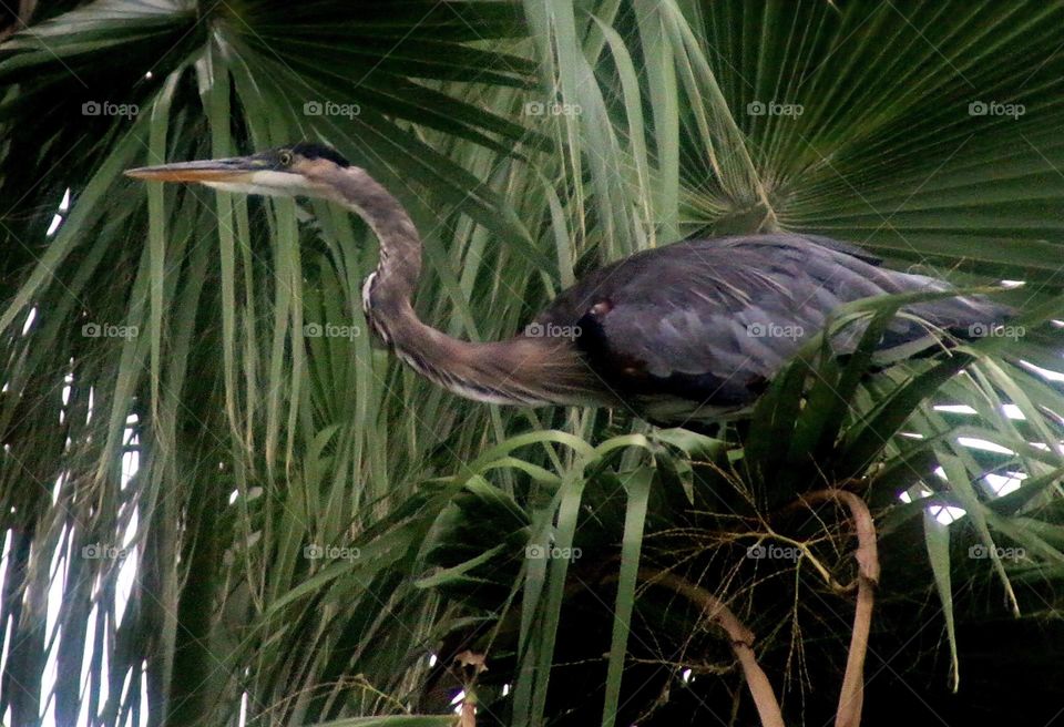 Great Blue Heron in a Palm Tree