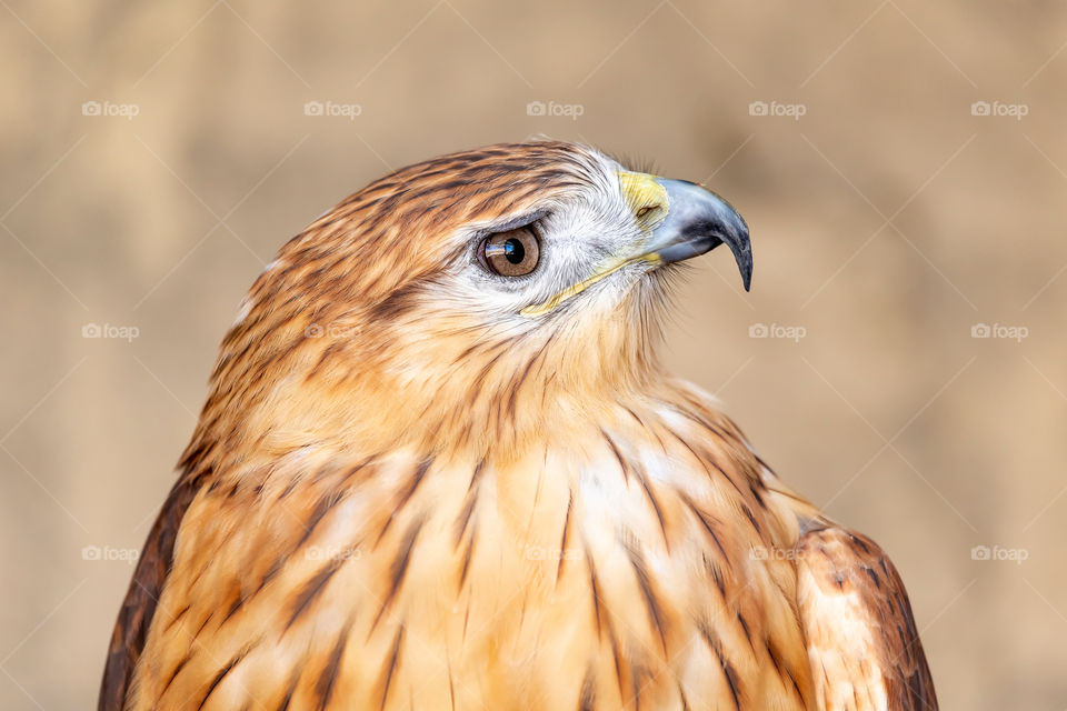 Long legged buzzard closeup portrait