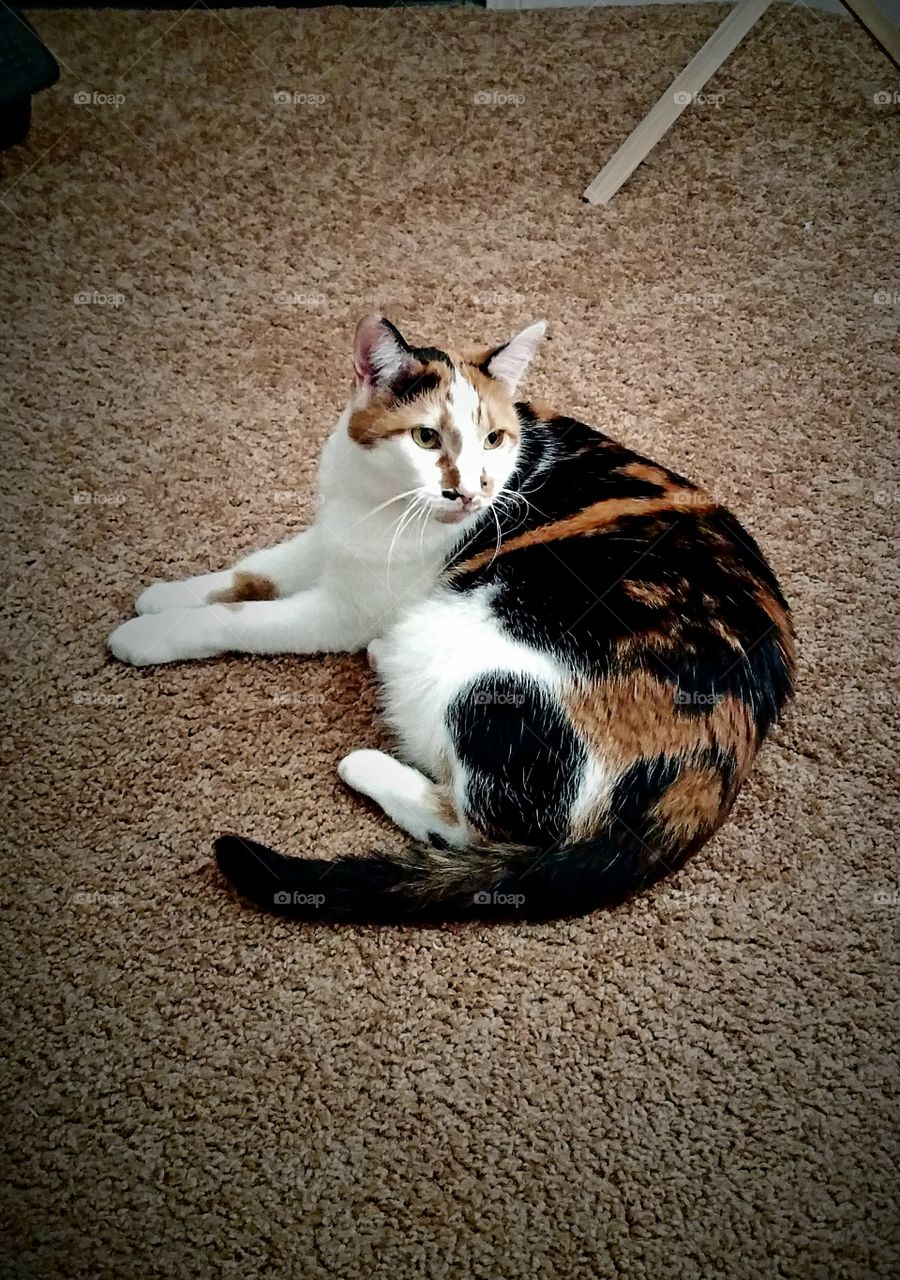 A beautiful calico cat posing for her photo. she has beautiful, long, white whiskers.