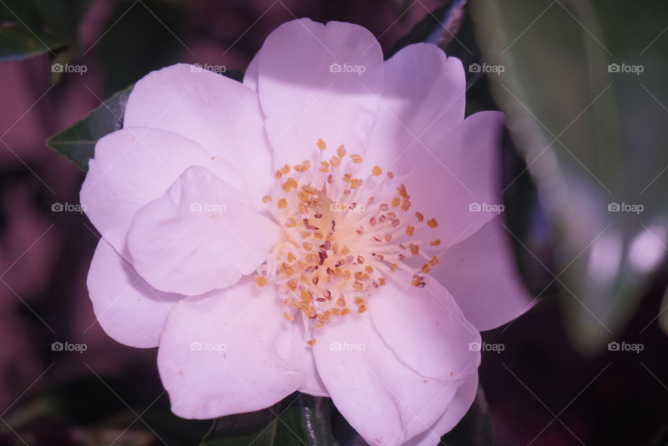 White Camellia
Springs 
California Flowers