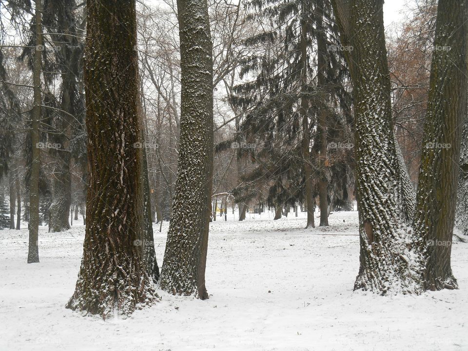 Tree, Snow, Winter, Wood, Frost