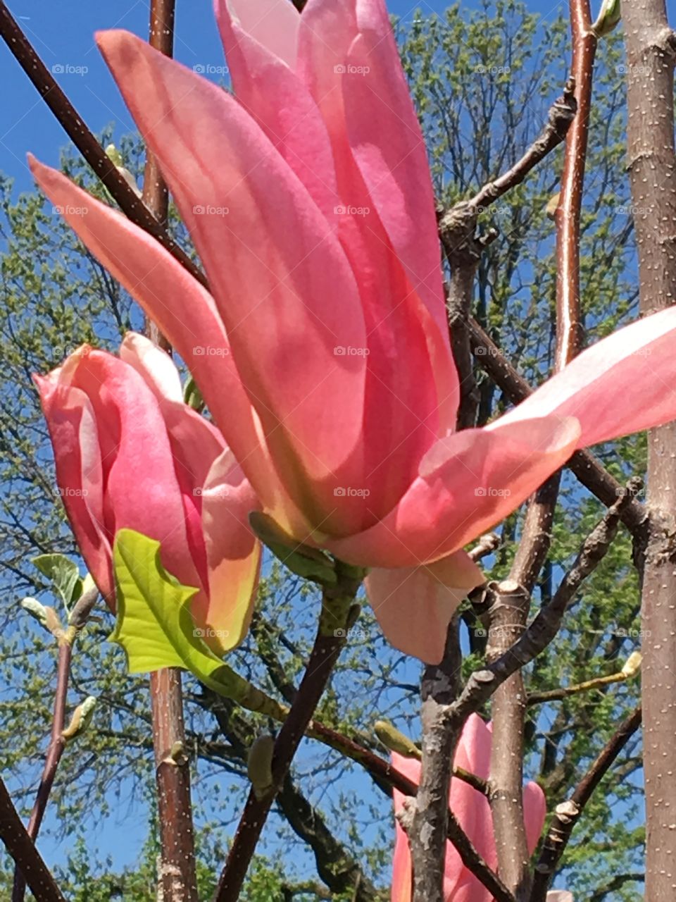 Large pink magnolia flowers 