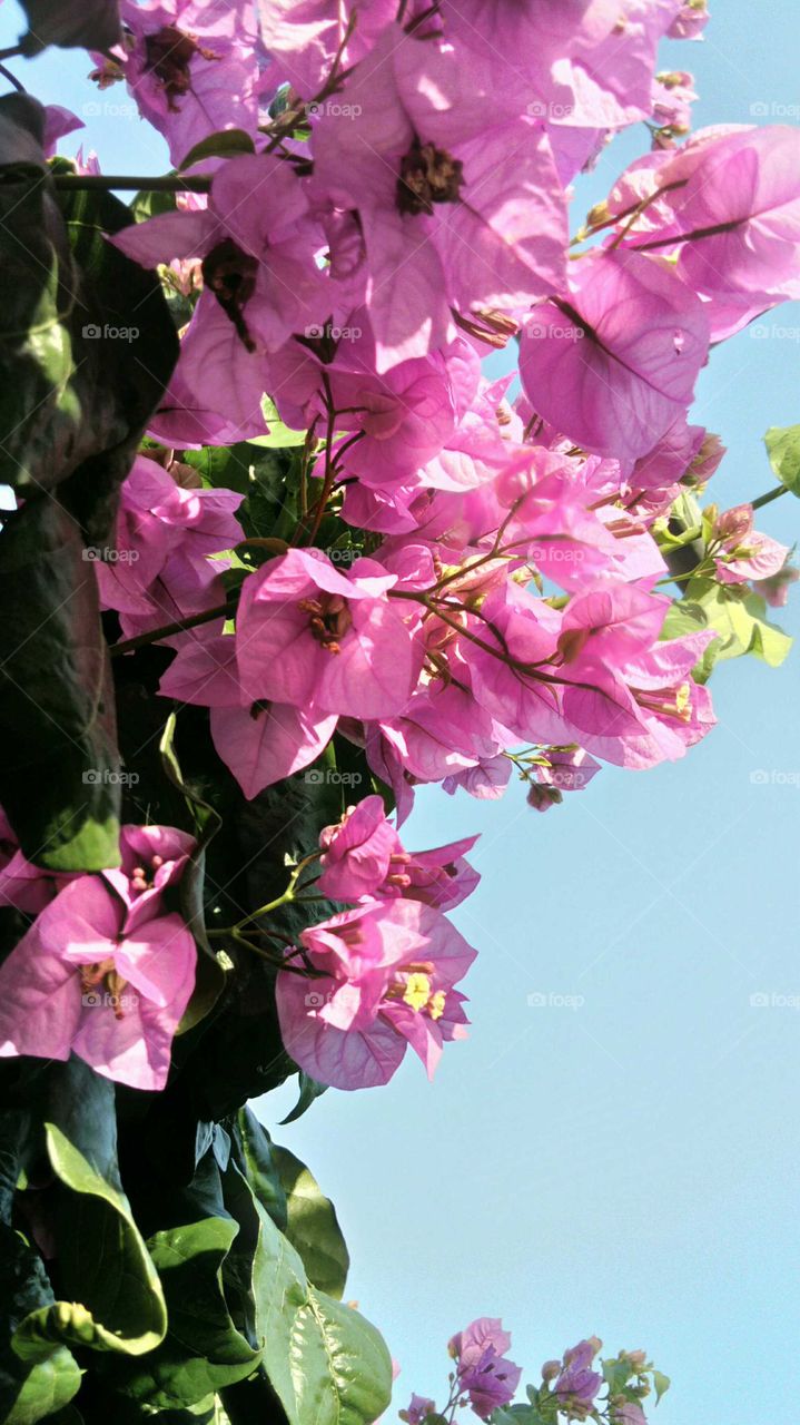 Bougainvillea