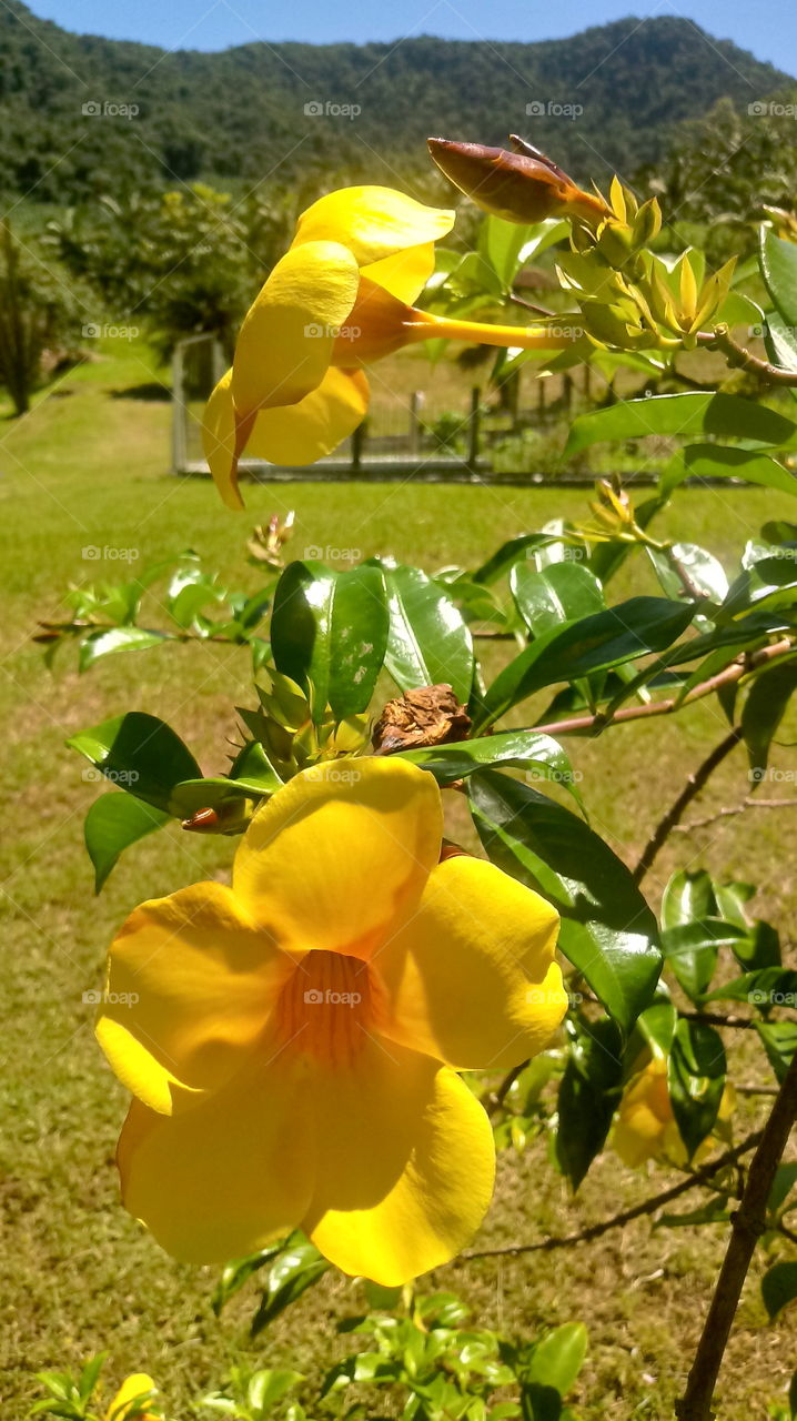 PLANT, GARDEN, LEAVES, FLOWERS, ENVIRONMENT.