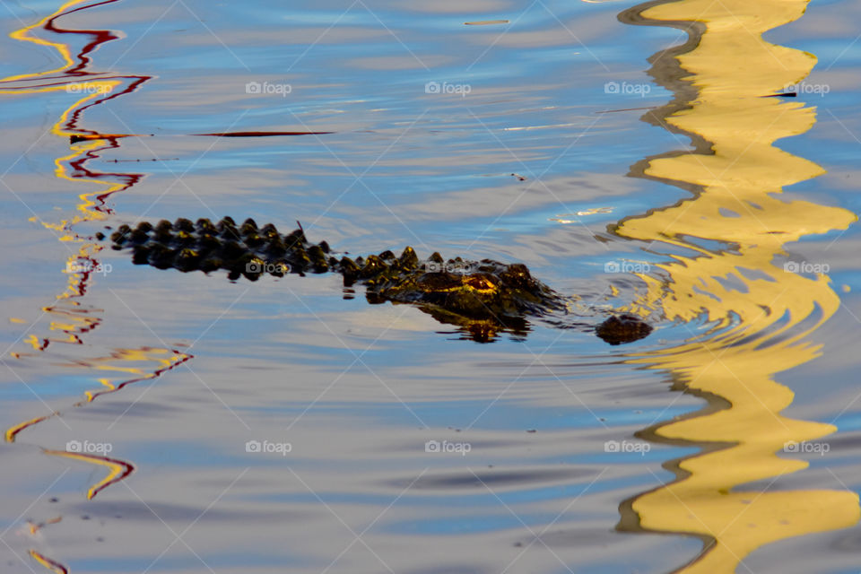 Alligator at the Marina, Port of the Island Hotel, Everglade City, Florida USA 