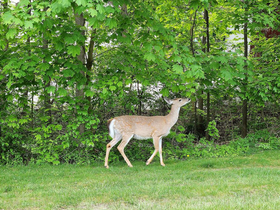 Deer enjoying nature