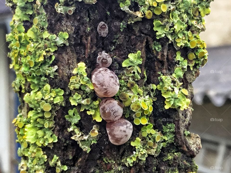 Paradise or parasitical coexistence...