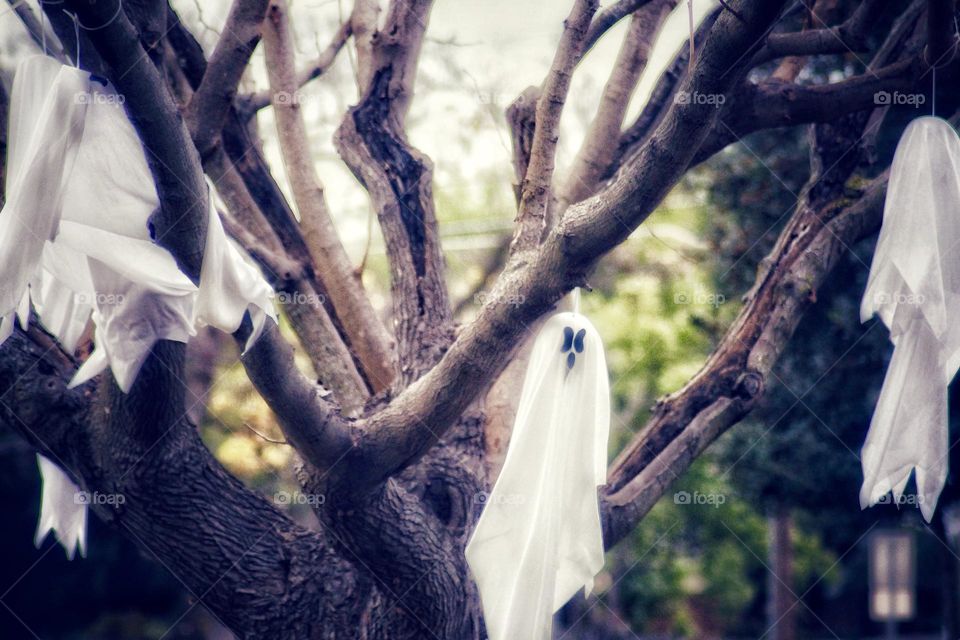 Ghost in a tree