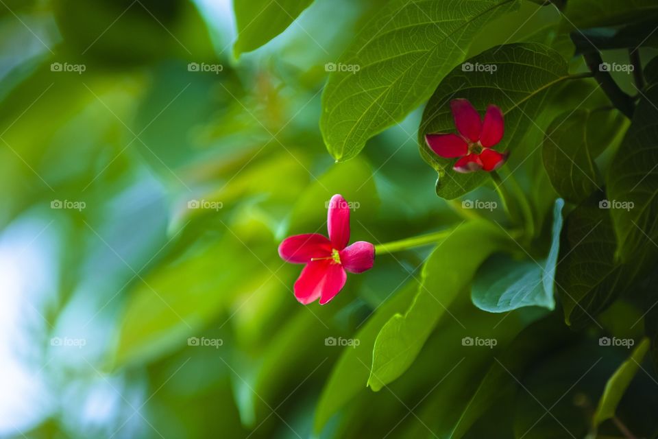 Flor picoala roja 