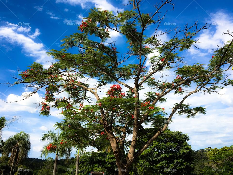 Exotic tree