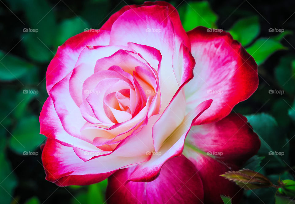 Beautiful rose