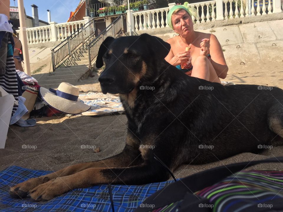Собака на пляже 