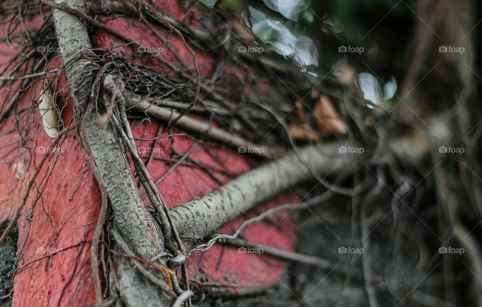 Through The Vines