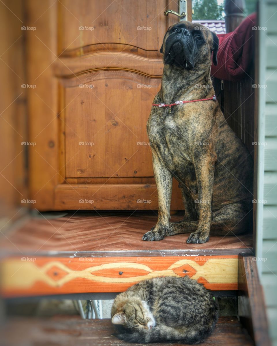 Dog, Pet, Mammal, Animal, Canine