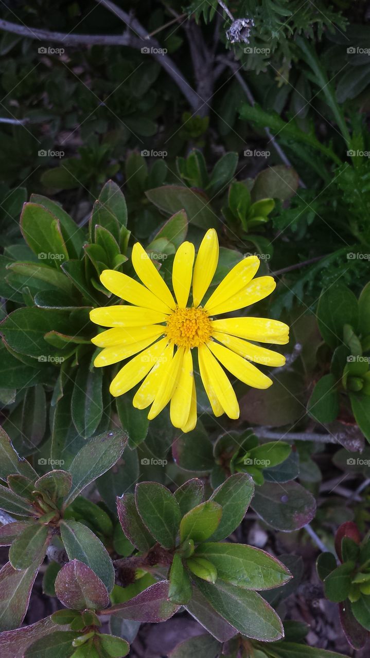 A Daisy to bring a smile to your face