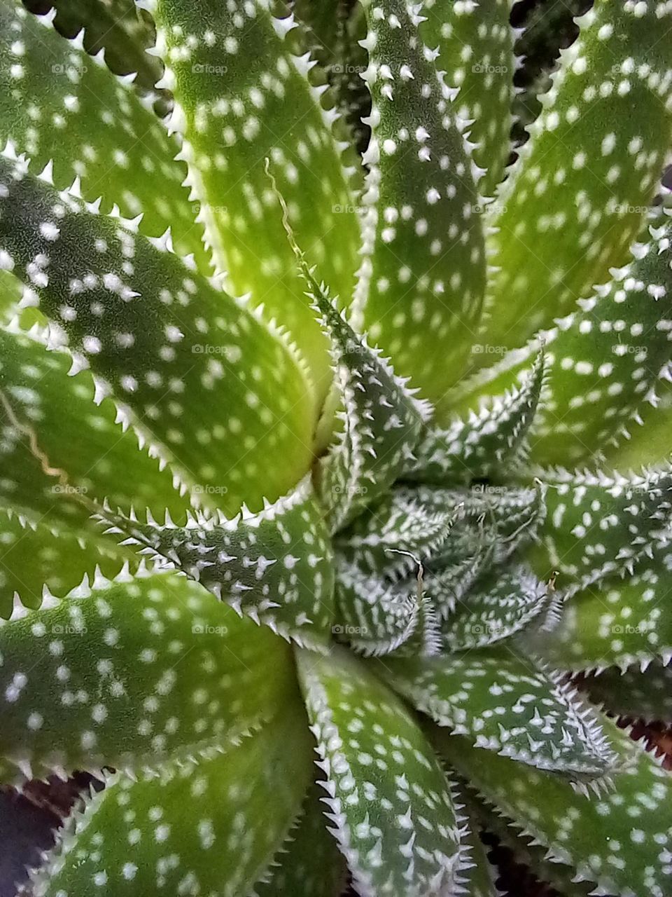 Lace Aloe.