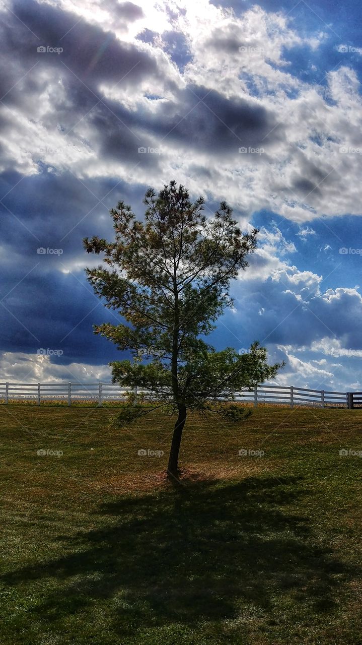 tree with blue sky