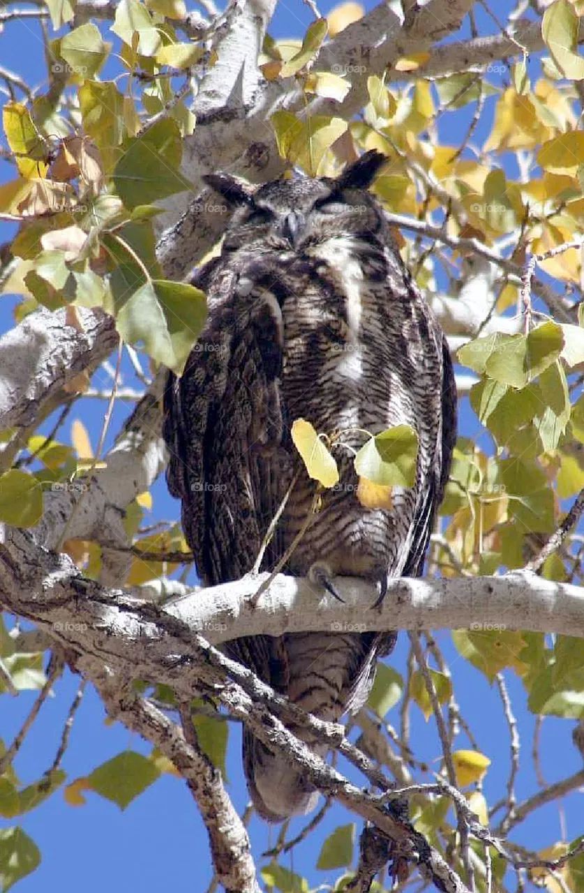 Owl