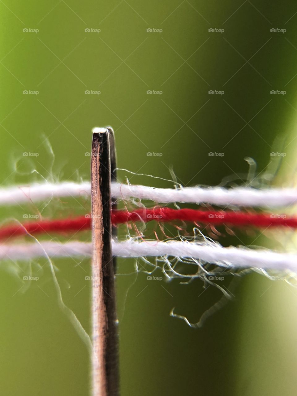 Conceptual macro photo of three threads with colours of historical national Belarusian flag white-red-white, symbolising the struggle against dictatorship in Belarus and power of three: hope, belief and love, threaded through sewing needle