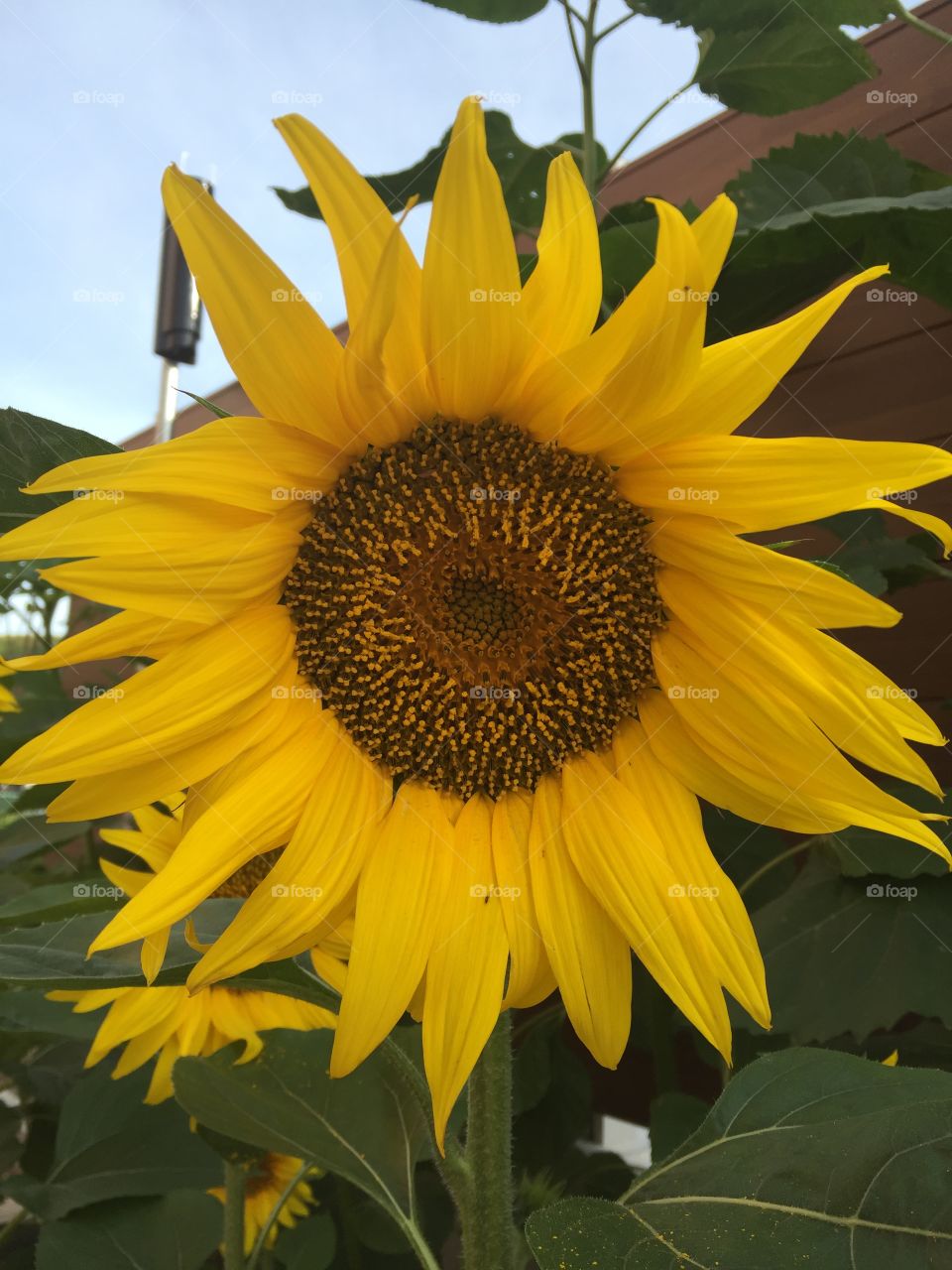Close up of nursery school sunflower