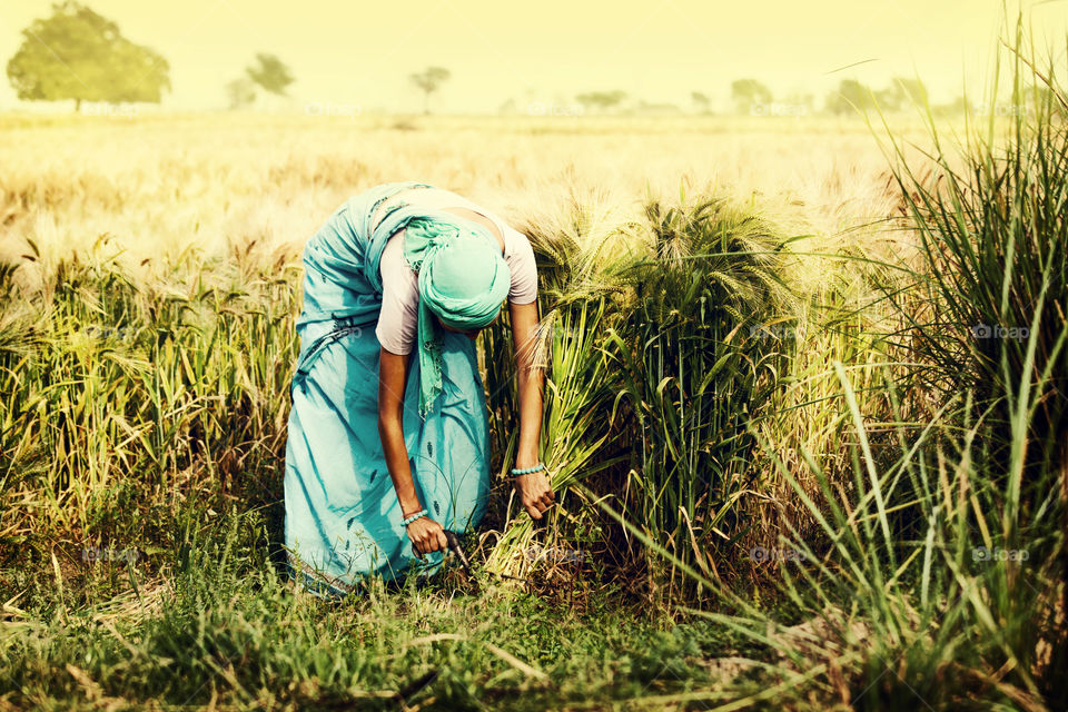 Indian girl on the rice field