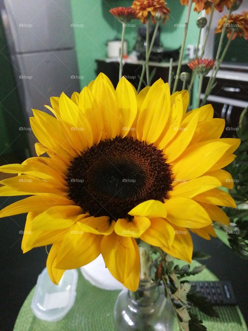 Sunflower.