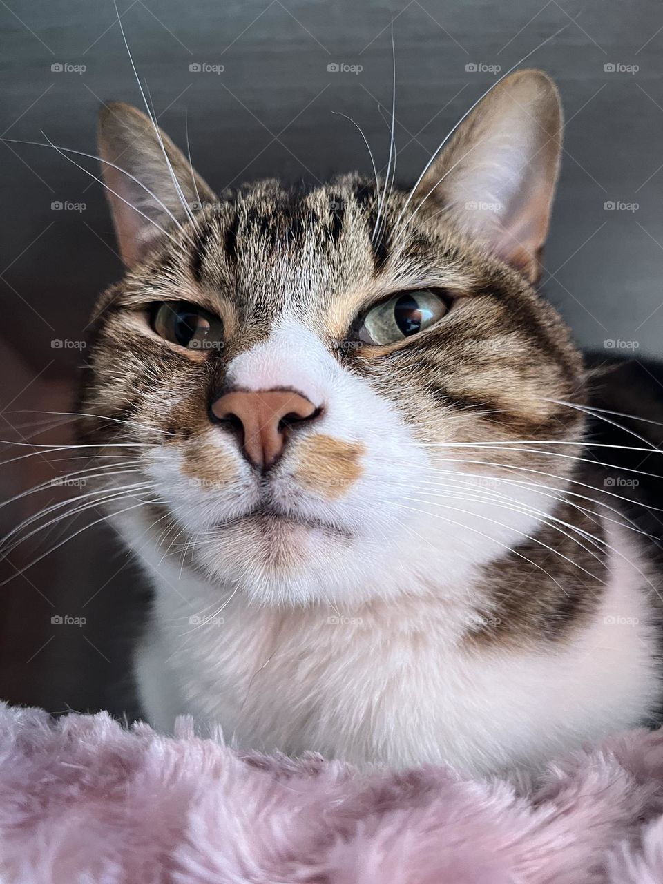A cat in its pink and comfortable bed
