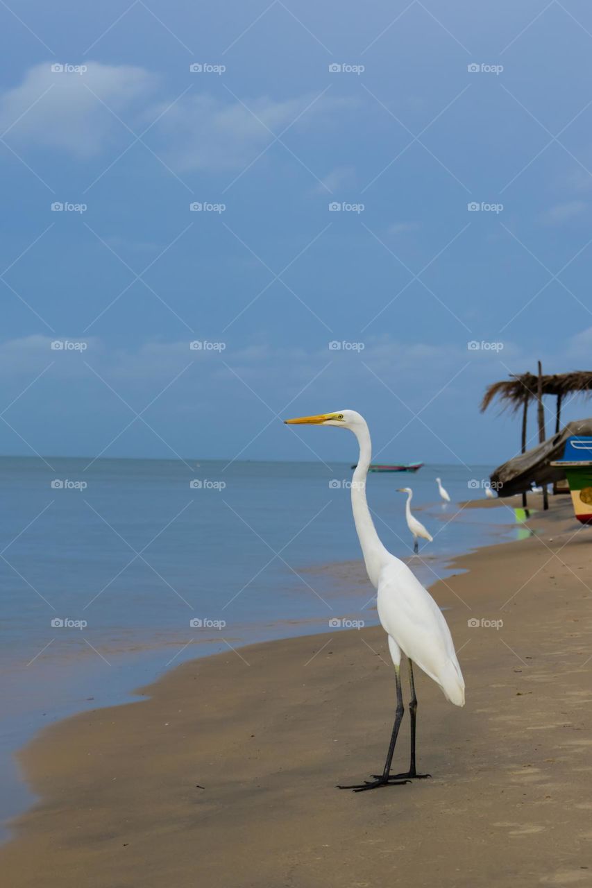 Patroling the coastline. White Egrets fishing at Thalaimannar Island, Sri Lanka.