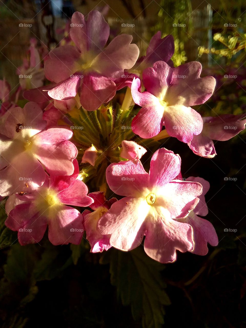 pink flowers