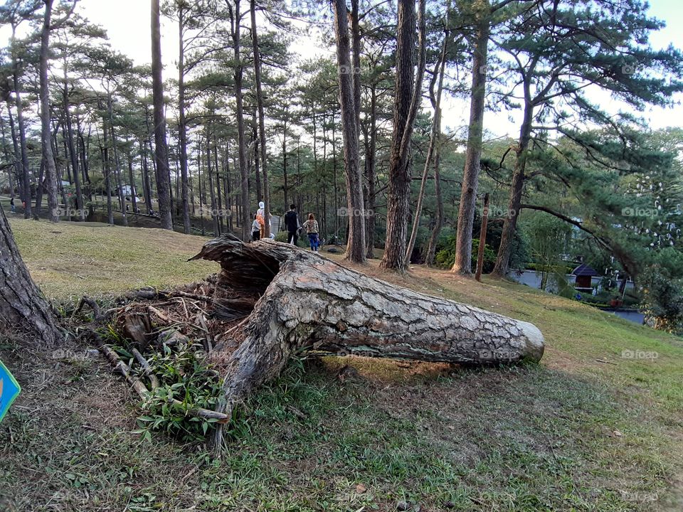 Tree trunk on the ground