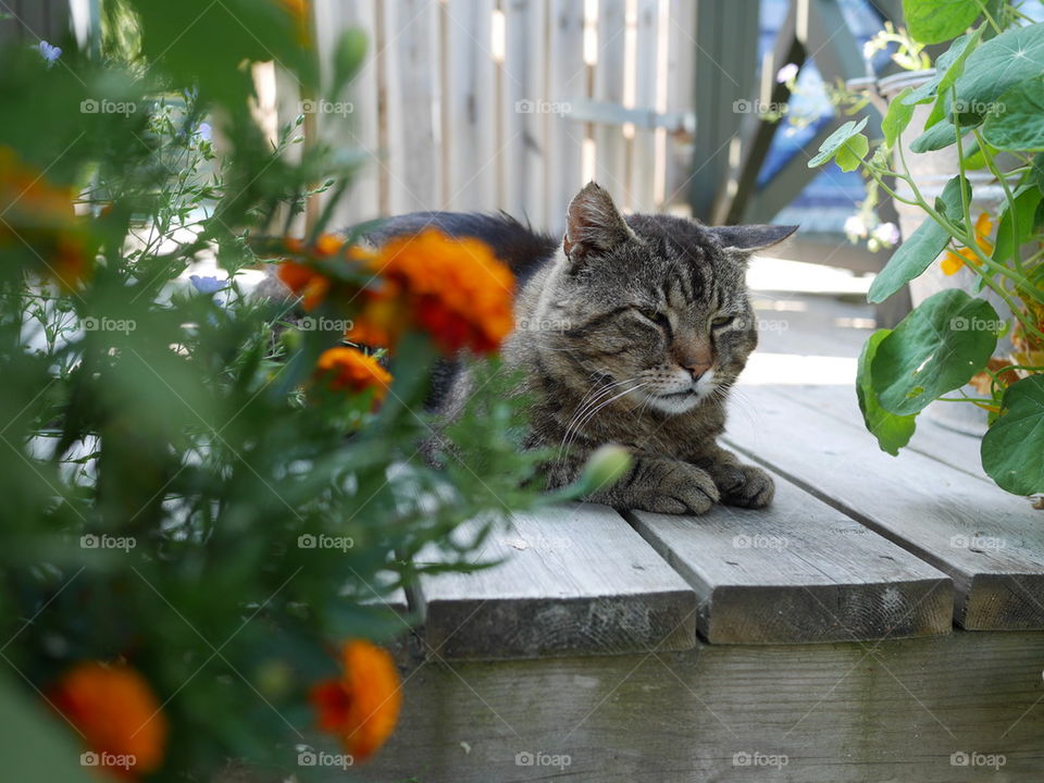 a cat behind the marigold flowers