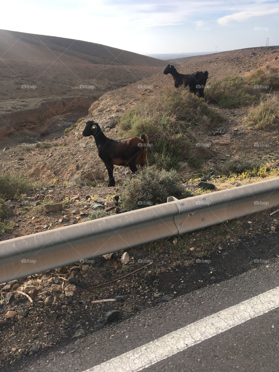 Roadsides in Fuerteventura Canary Islands 