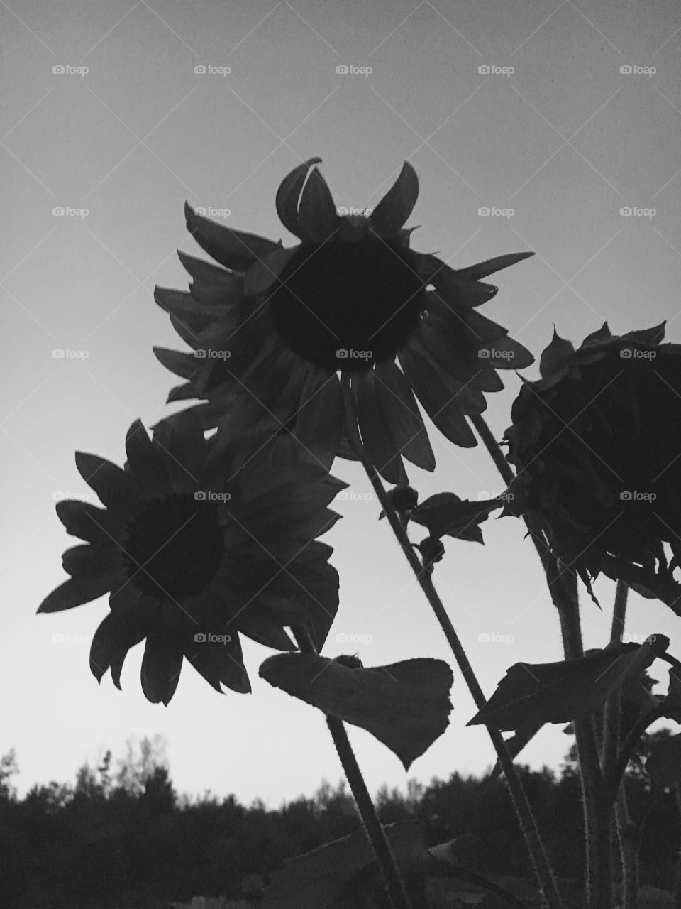 Sunflower at dusk