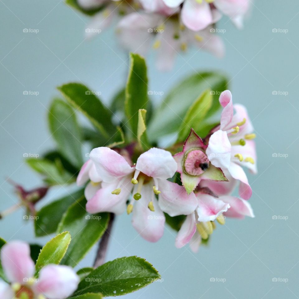 Elevated view of pink flower