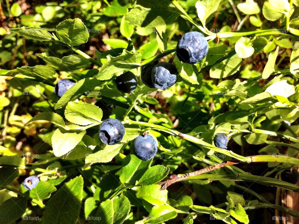 Sprig with blueberries in forest.