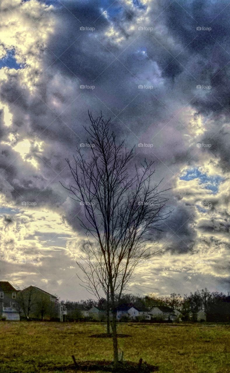 clouds on a tree