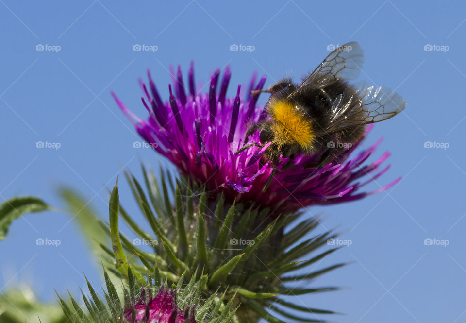 Bee on purple flower