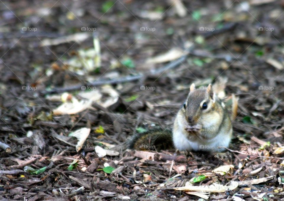 Chipmunk Eating Seeds