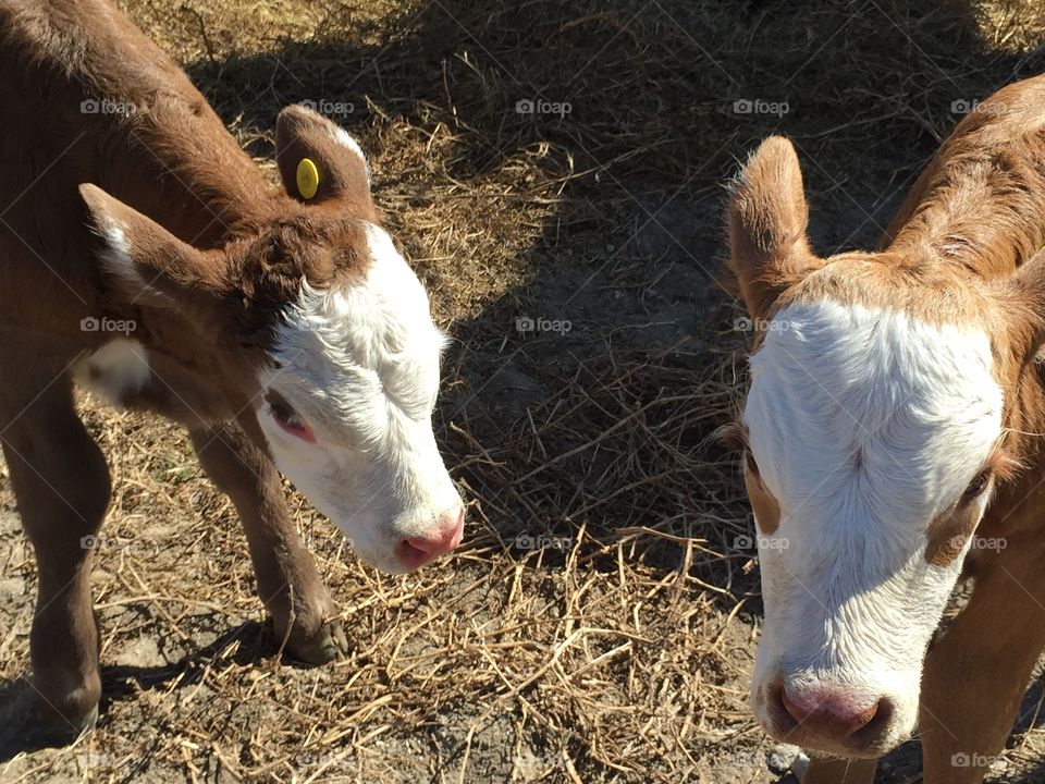 Playful twins 