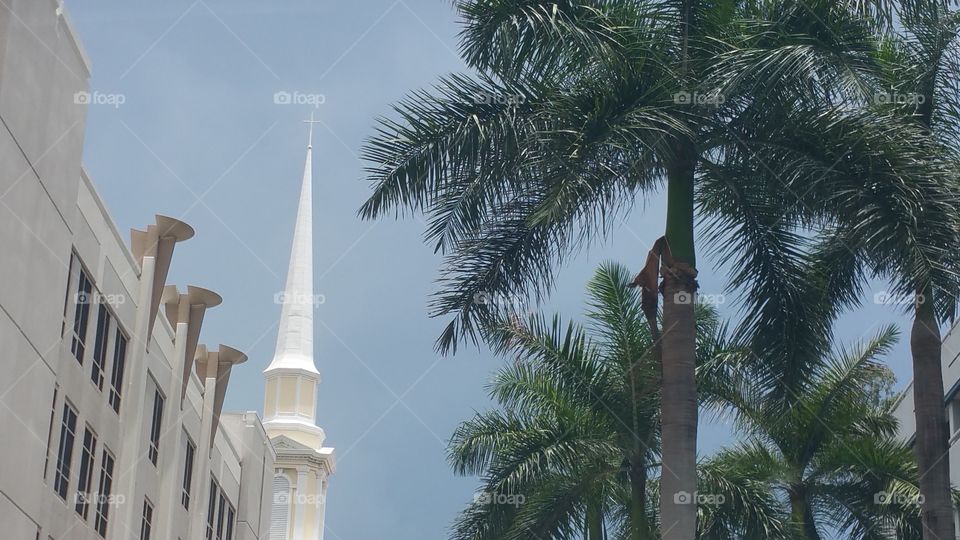 Church Steeple Palm Trees Building