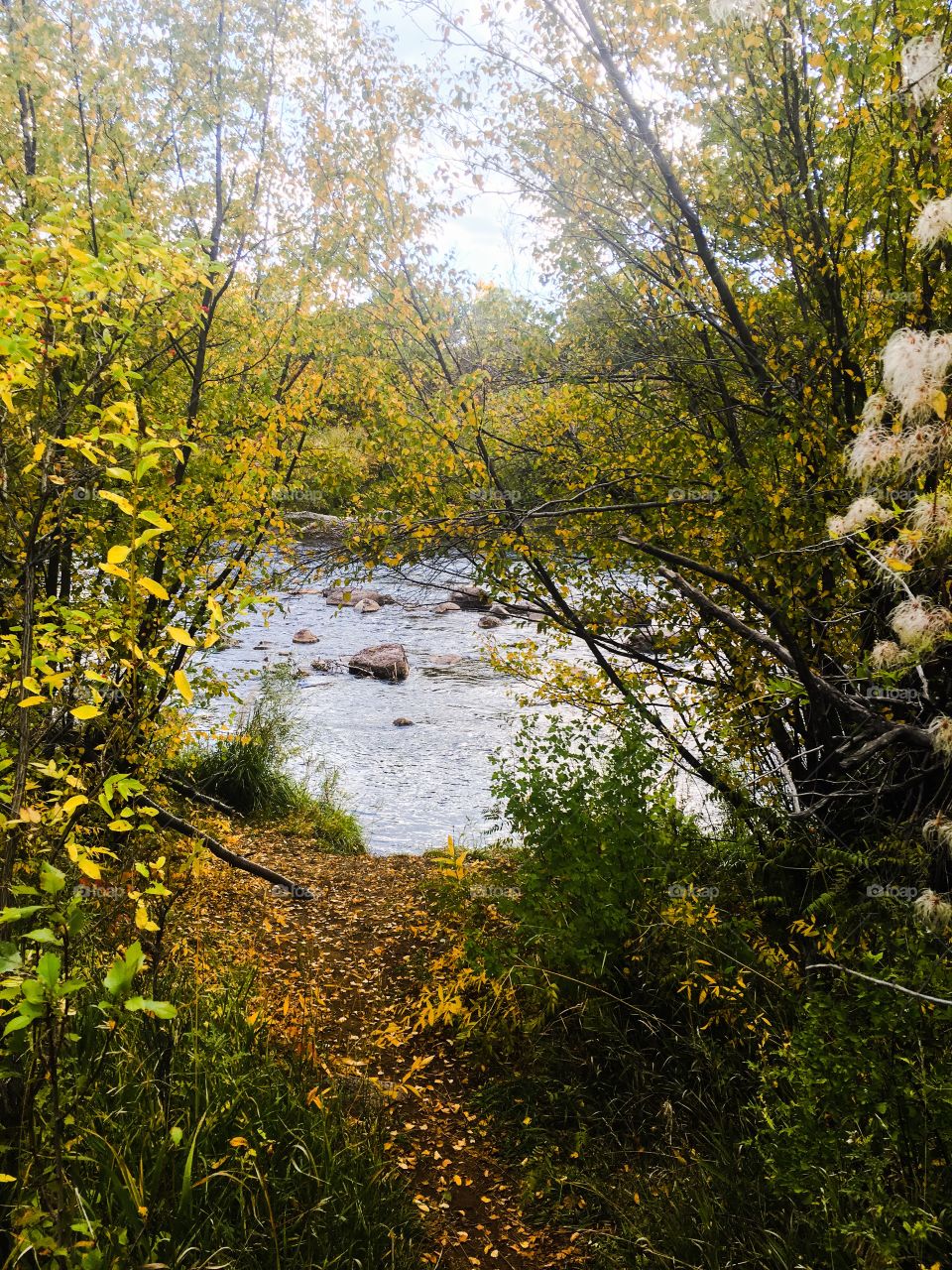 Autumn trees near the river