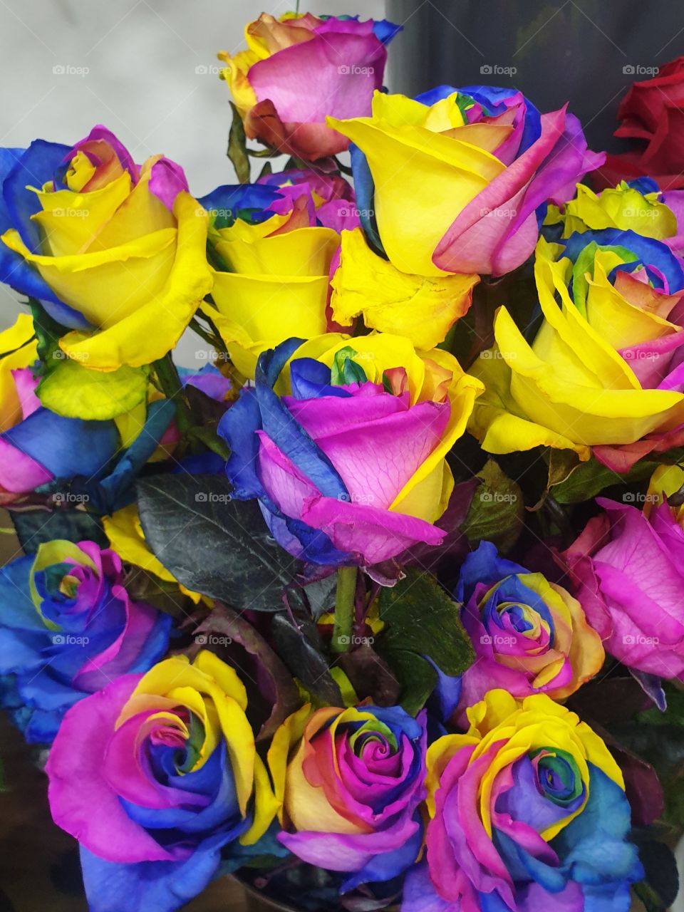 Multicolor roses