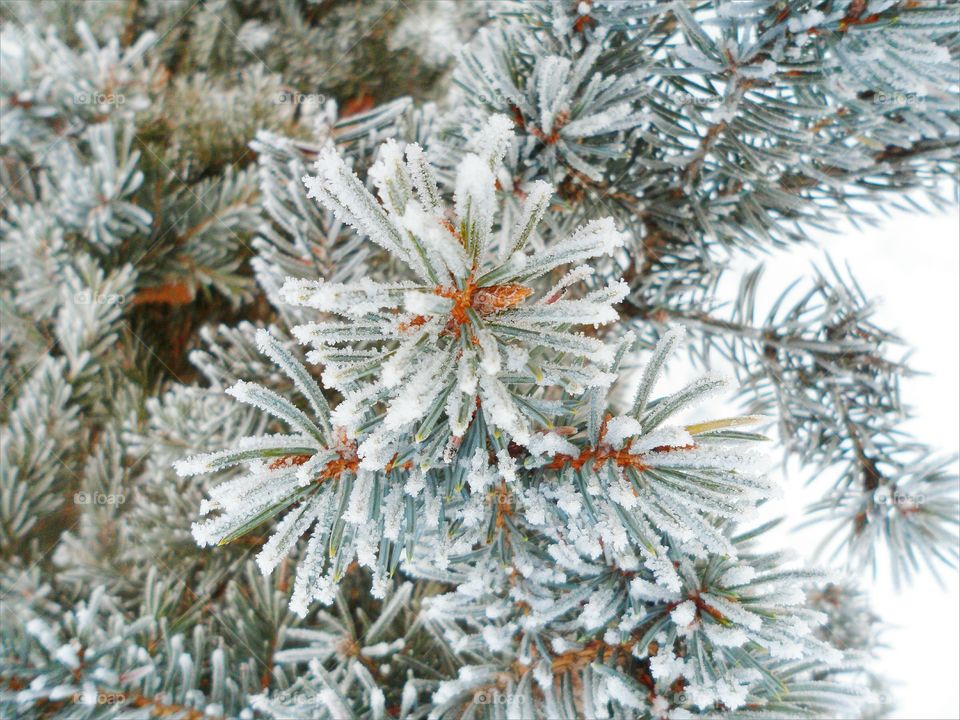 branch of spruce in frost, winter 2017