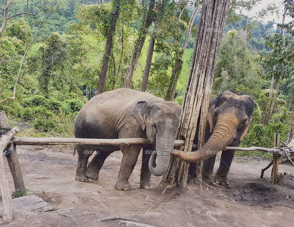 Pareja de elefantes asiáticos en un santuario