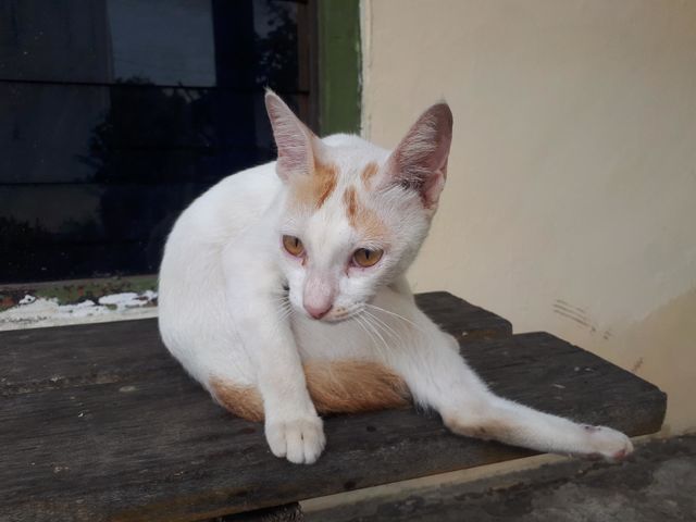 collection of cute and adorable cats