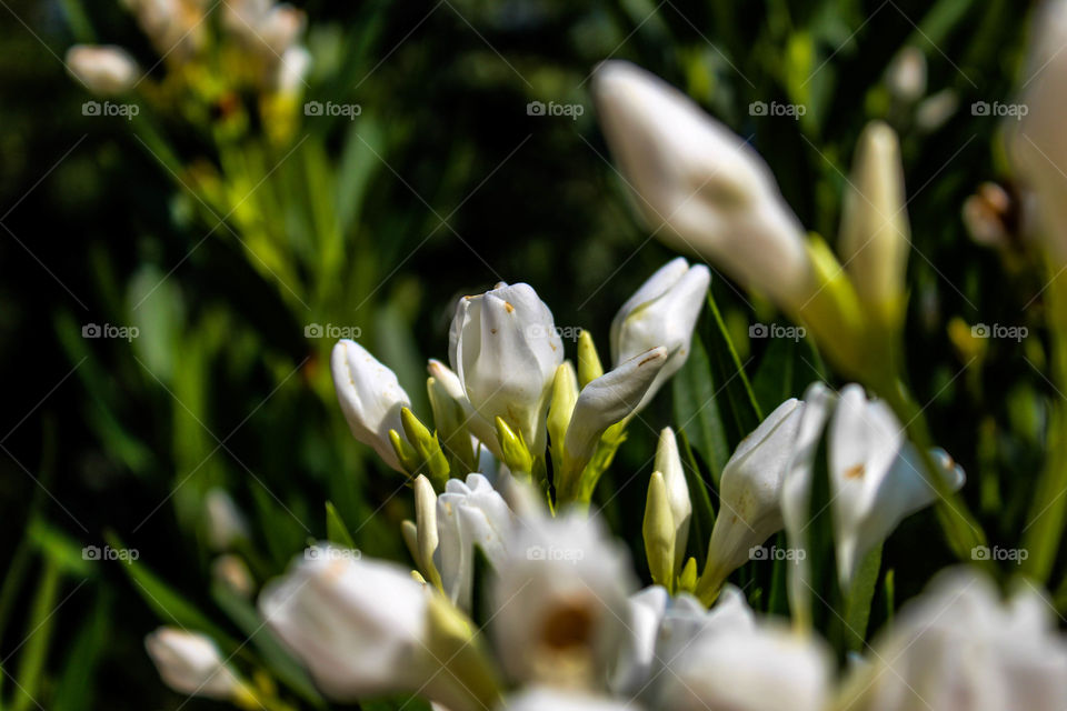 White flowers blooming at outdoors