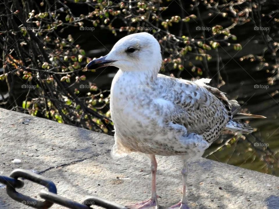 Young gull seagull