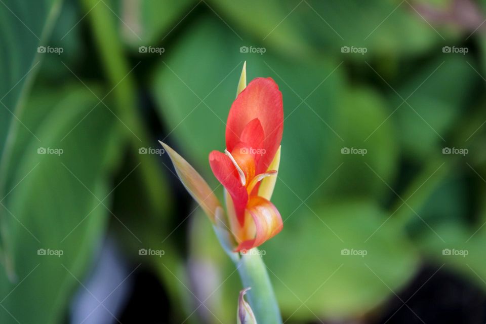 Canna lily in bloom in the fall. This photograph has hues of orange,red, green, and a smooth buttery bokeh background.