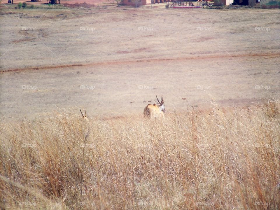 Antelope grazing